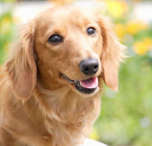 久保木ドッグスクール