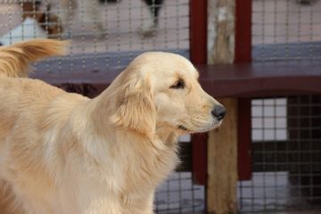ペットホテル（大型犬）