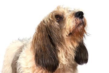 ペットホテル（中型犬）
