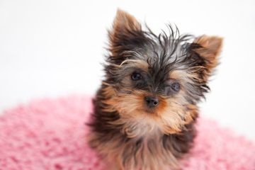 ペットホテル（小型犬）