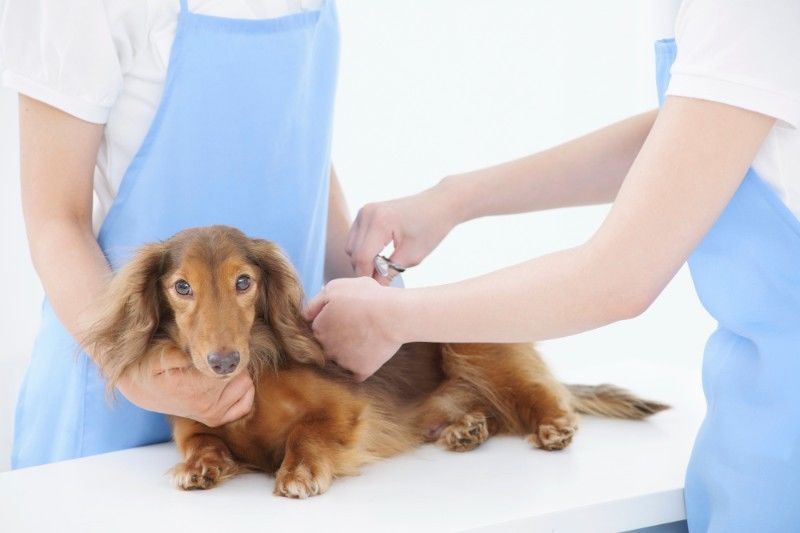 犬のメンテナンス