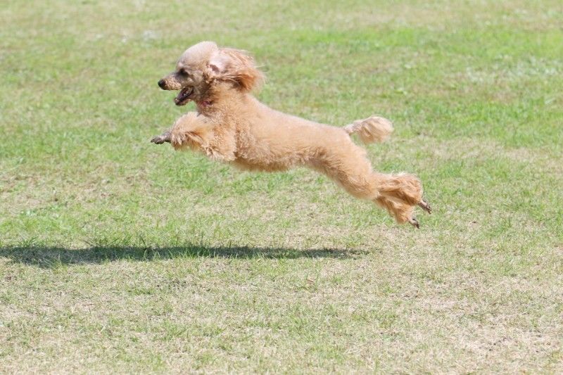 飛ぶ犬